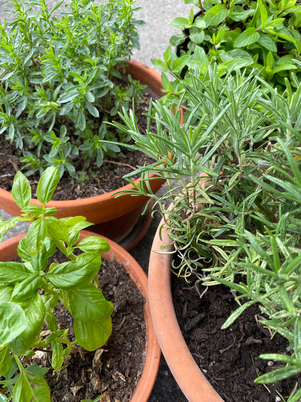 Why you should grow your own Aromatic Herbs?