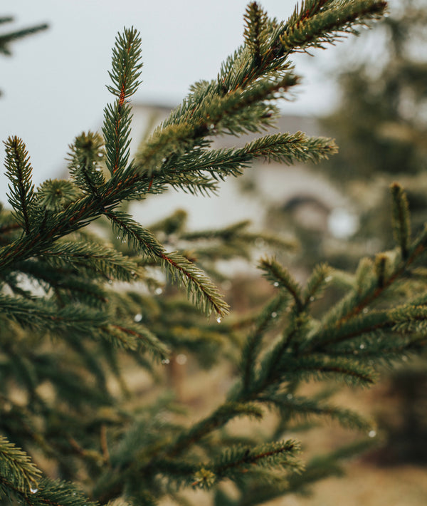 Sustainable options to help you choose your Christmas tree!